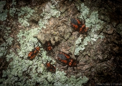 Tegea atropicta