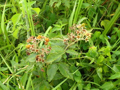Rubus pinnatus