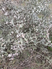 Colletia paradoxa