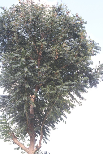Cedrela odorata