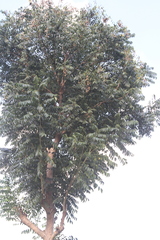 Cedrela odorata