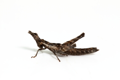 Keyacris