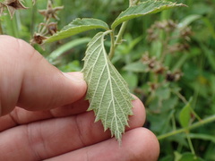 Rubus pinnatus