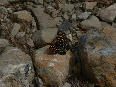 Chlosyne leanira oregonensis