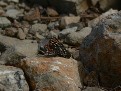 Chlosyne leanira oregonensis