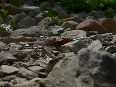 Chlosyne leanira oregonensis
