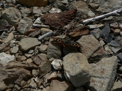 Chlosyne leanira oregonensis