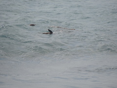 Arctocephalus pusillus