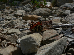 Chlosyne leanira oregonensis