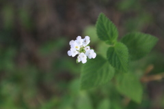 Lantana canescens