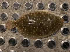 Pseudorhombus arsius