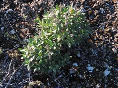 Helianthemum squamatum