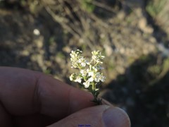 Lepidium subulatum