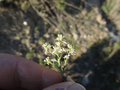 Lepidium subulatum