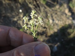 Lepidium subulatum