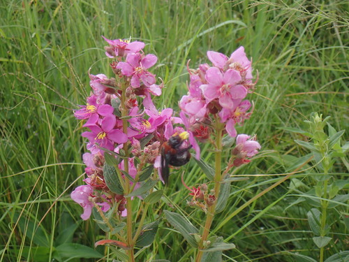 Photo of Big Red Large Carpenter Bee (Xylocopa flavorufa)