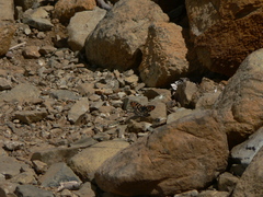 Chlosyne leanira oregonensis