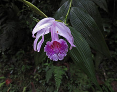 Sobralia rosea