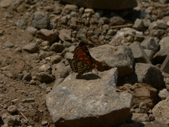 Chlosyne leanira oregonensis