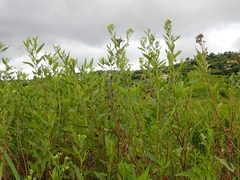 Nidorella ivifolia
