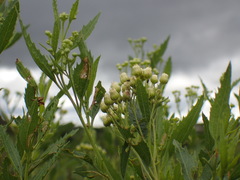 Nidorella ivifolia
