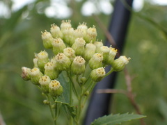Nidorella ivifolia