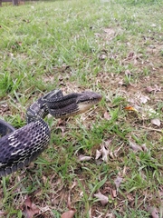 Boiga cynodon