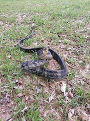 Boiga cynodon