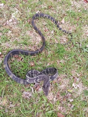 Boiga cynodon
