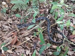 Boiga cynodon