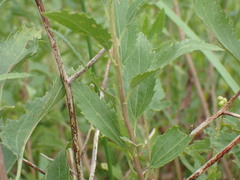 Nidorella ivifolia