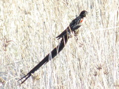 Euplectes progne progne