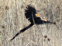 Euplectes progne progne