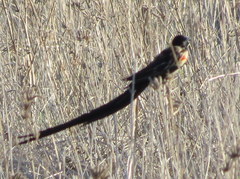 Euplectes progne progne