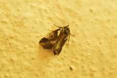 Plusiini