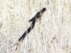 Euplectes progne progne