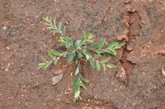 Phyllanthus maderaspatensis