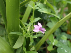 Monopsis stellarioides