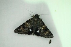 Catocala actaea