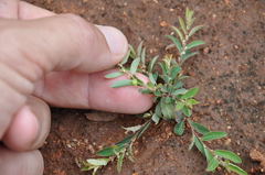 Phyllanthus maderaspatensis