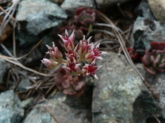 Sedum laxum