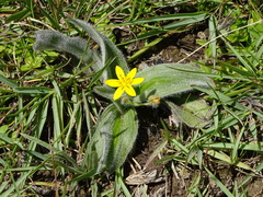 Hypoxis sobolifera
