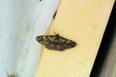 Satoblephara parvularia