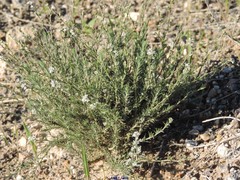 Lepidium subulatum