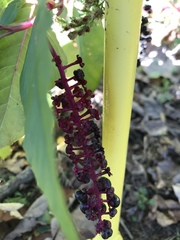 Phytolacca americana