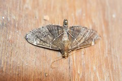 Lamprosema pelealis