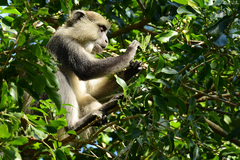 Cercopithecus mitis erythrarchus