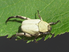 Hoplia chlorophana