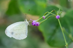Leptosia alcesta inalcesta