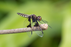 Palpopleura